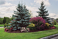 PERENNIAL GARDENS / PERENNIAL GROWERS